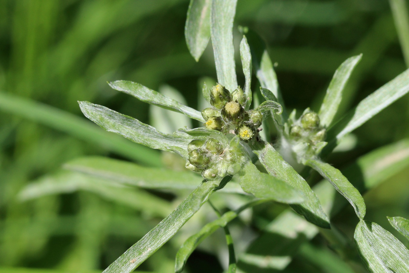 Image of Gnaphalium uliginosum specimen.