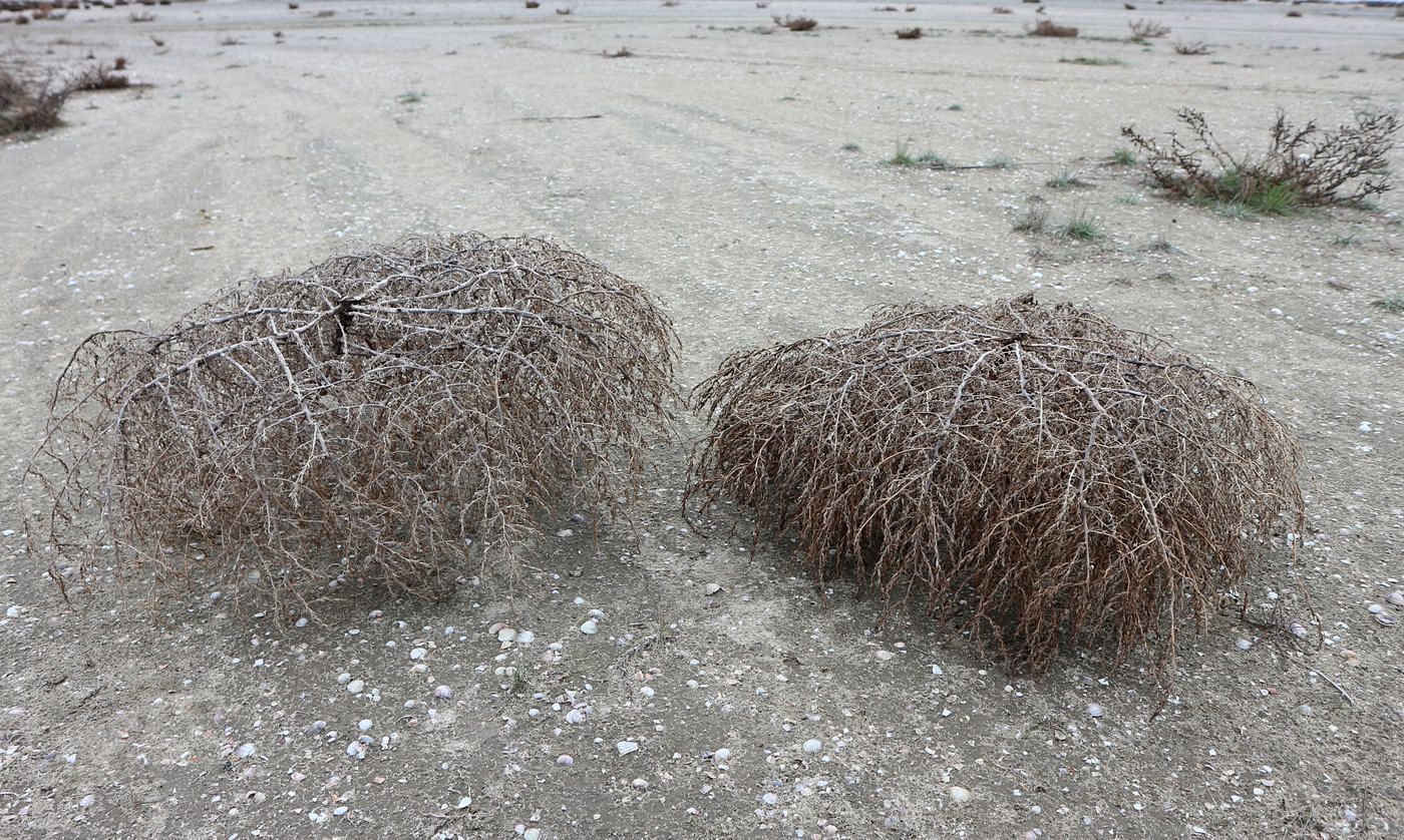 Изображение особи Неопознанный вид.