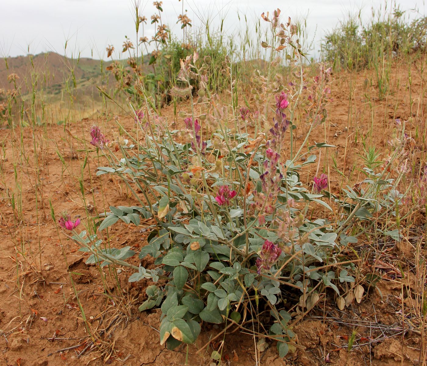 Изображение особи род Hedysarum.