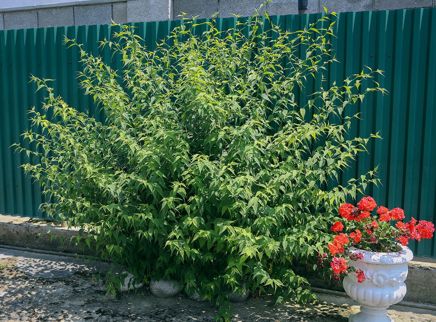 Image of Kerria japonica specimen.