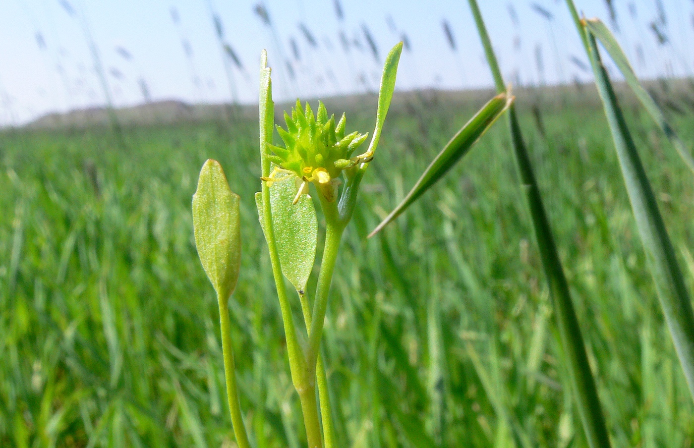 Image of Buschia lateriflora specimen.