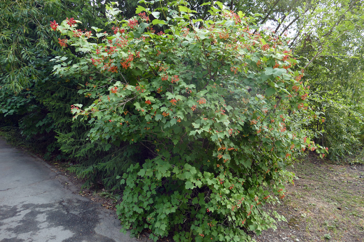 Изображение особи Viburnum opulus.