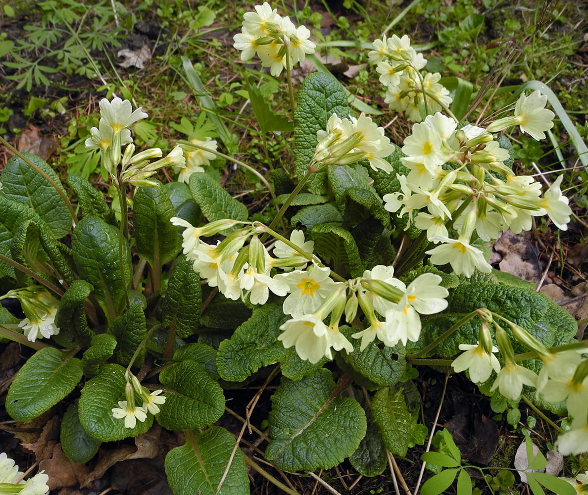 Изображение особи Primula pseudoelatior.