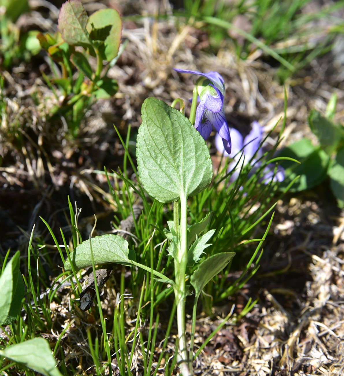 Изображение особи род Viola.
