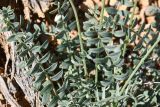Oxytropis capusii