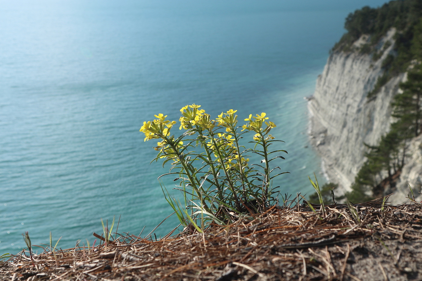 Image of genus Erysimum specimen.