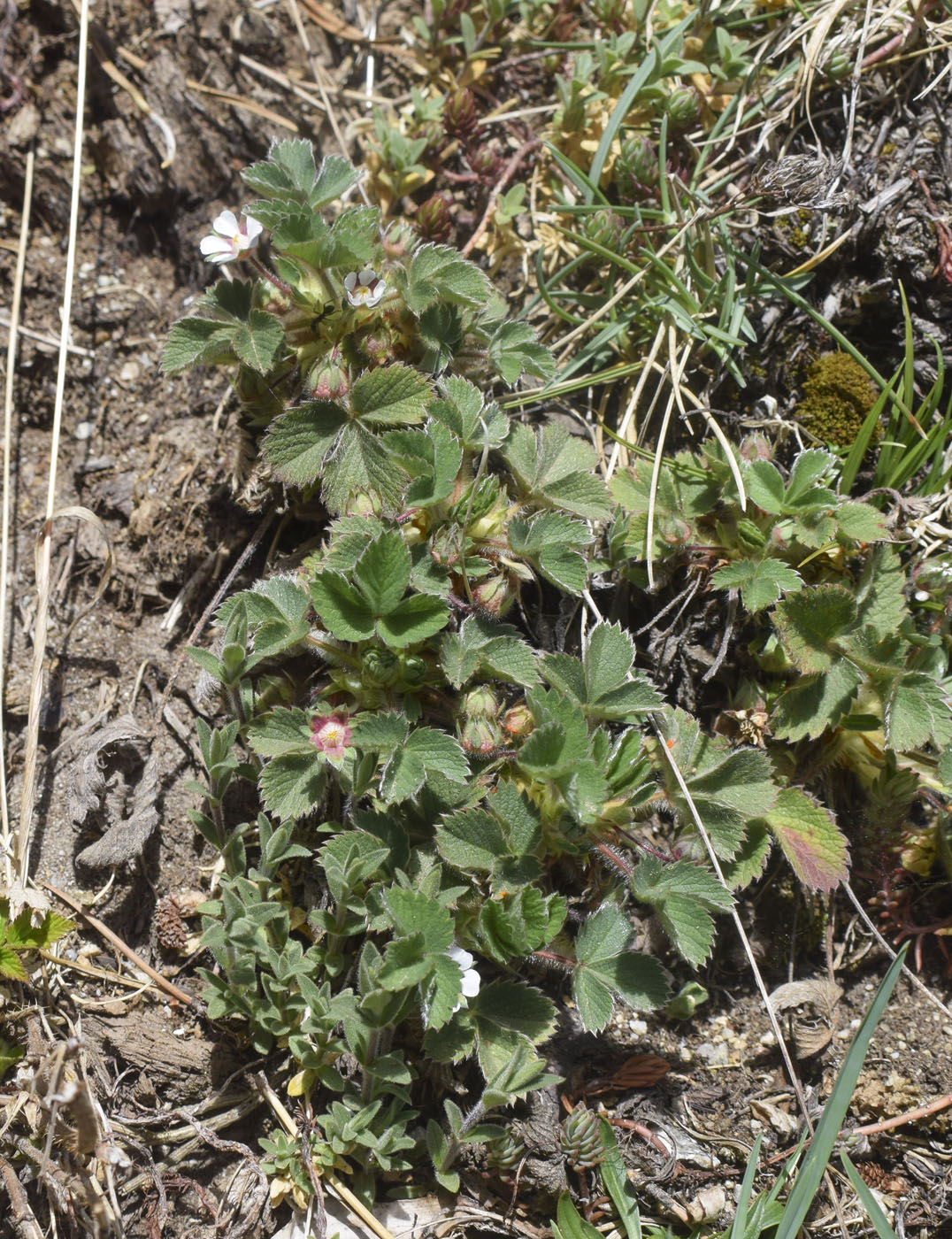 Image of Potentilla micrantha specimen.