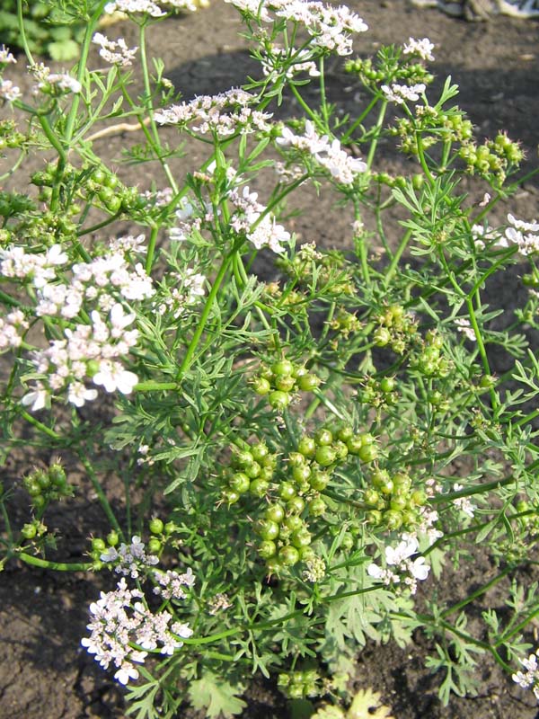 Image of Coriandrum sativum specimen.