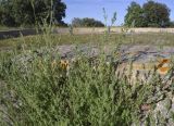 род Galium. Верхушки цветущих растений. Испания, Каталония, пров. Жирона, комарка Баш Эмпорда, муниципалитет Санта-Кристина-де-Аро, окр. н.п. Романья-де-ла-Сельва, у стенки ограждения площадки для обмолота зерна (арх. памятник конца XIX в.). 23.05.2026.