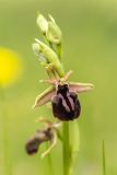 Ophrys mammosa. Цветок и бутоны Дагестан, Дербентский р-н, природный парк \"Джалган\", гора Ачигсырт, выс. ок. 350 м н.у.м., травянистый склон. 30.04.2026.