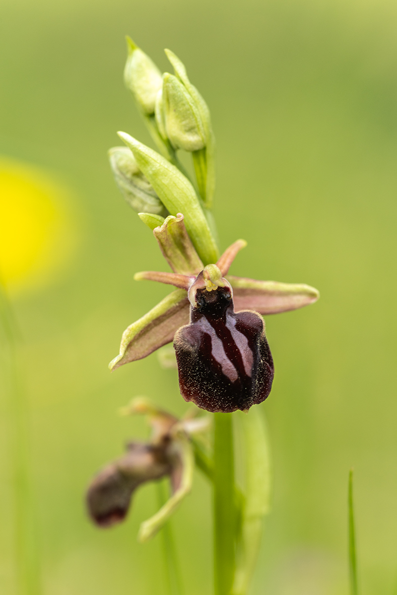 Изображение особи Ophrys mammosa.