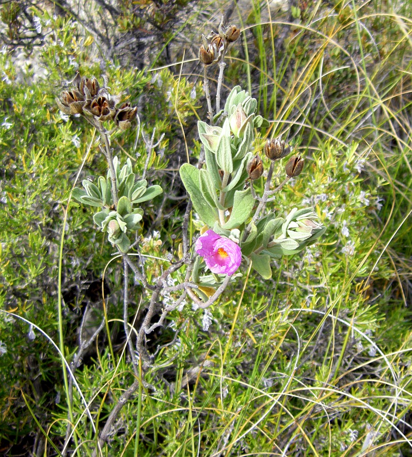 Image of Cistus albidus specimen.