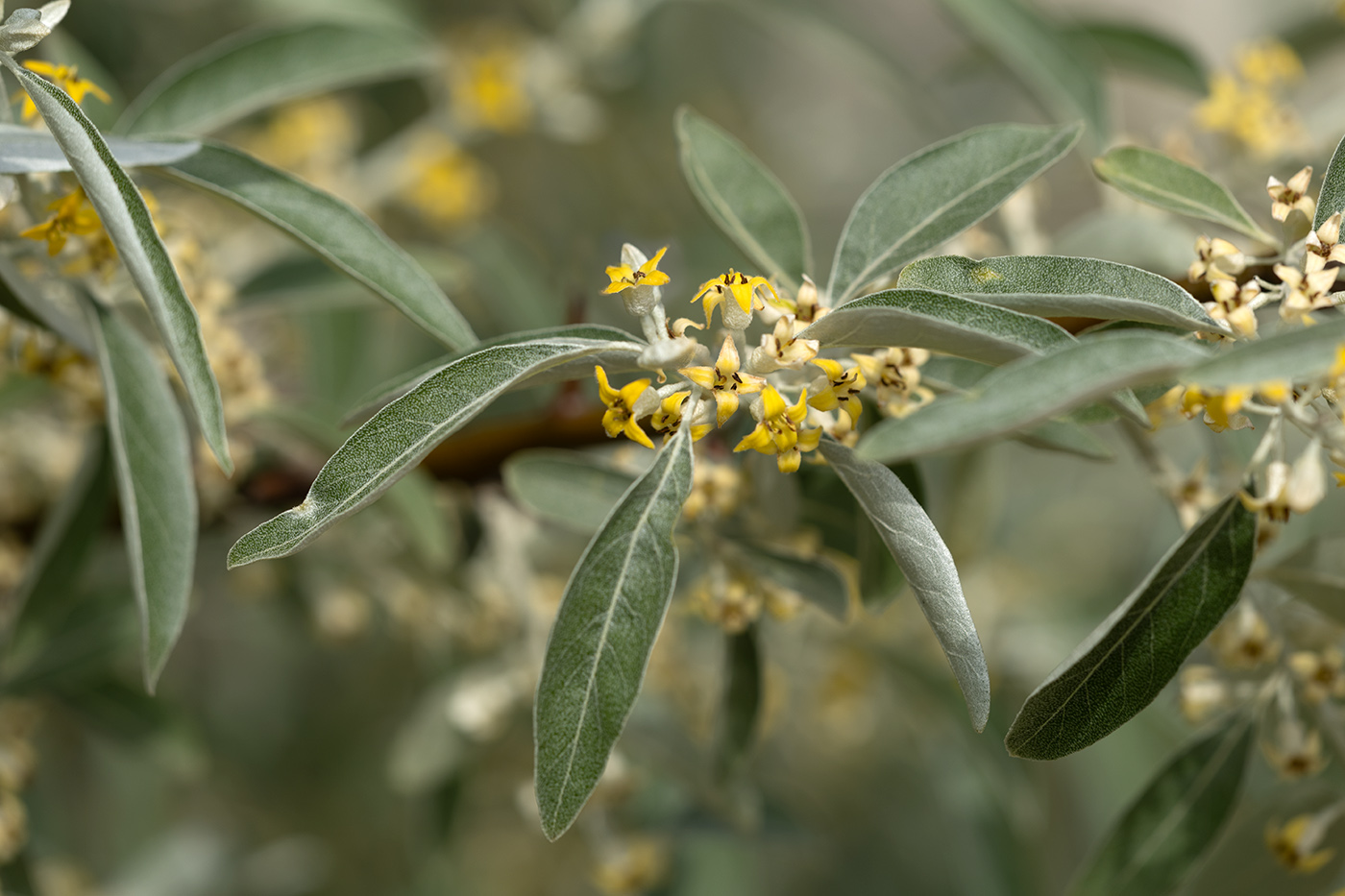 Изображение особи Elaeagnus angustifolia.