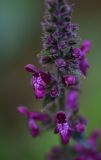 Stachys sylvatica