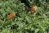 Lychnis wilfordii. Верхушки цветущих растений с кормящейся бабочкой. Приморский край, Шкотовский р-н, окр. с. Новонежино, сырой луг. 08.08.2026.