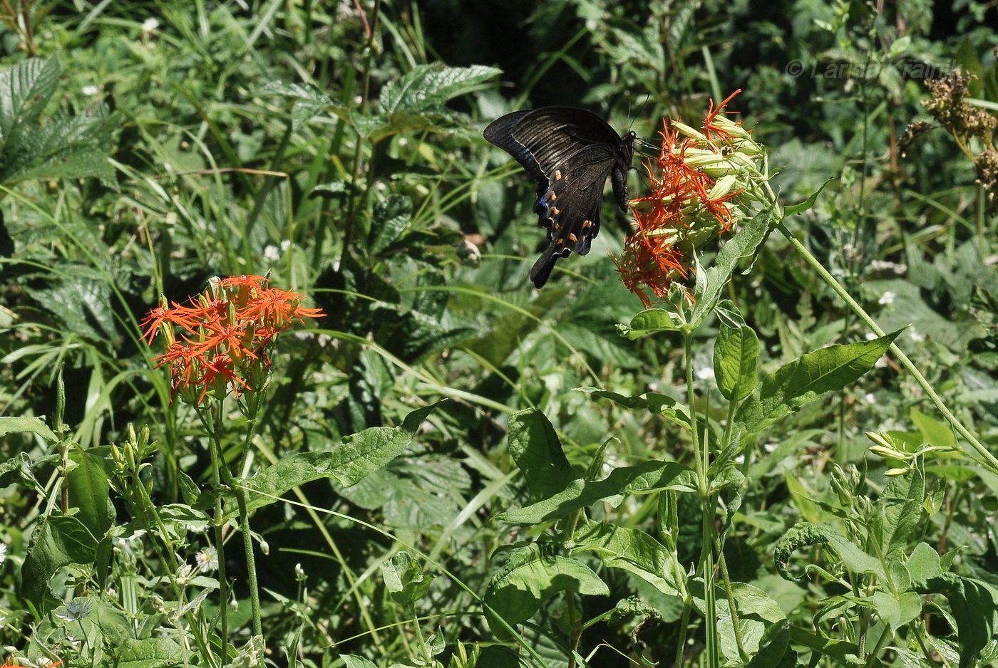 Image of Lychnis wilfordii specimen.