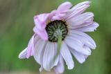 Pyrethrum coccineum. Соцветие (вид со стороны обёртки). Кабардино-Балкария, Чегемский р-н, дол. р. Джайлыксу, окр. т/б \"Башиль\", ≈ 2300 м н.у.м., субальпийский луг. 03.08.2026.