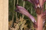 Orobanche amoena. Цветок. Таджикистан, Согдийская обл., Айнинский р-н; Памиро-Алай, Фанские горы, подножье горы Сарытаг, ≈ 2440 м н.у.м., полынная степь. 27 июня 2026 г.