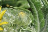 Senecio pseudoarnica. Развивающееся соцветие. Приморье, о. Шкота, коса, каменистый берег моря. 27.06.2026.