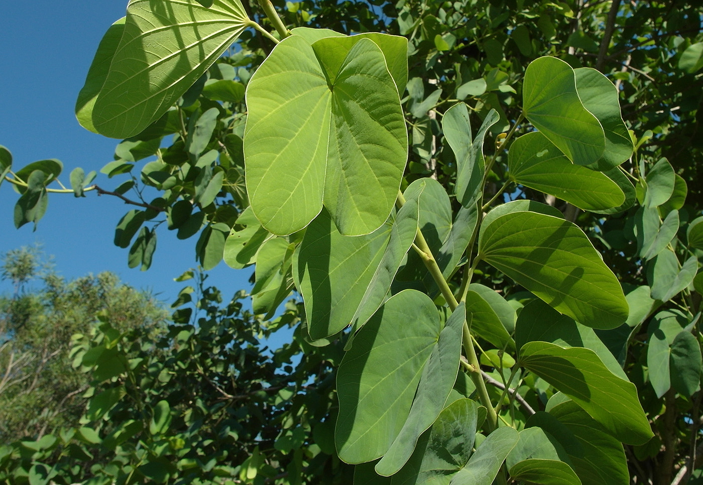Image of genus Bauhinia specimen.