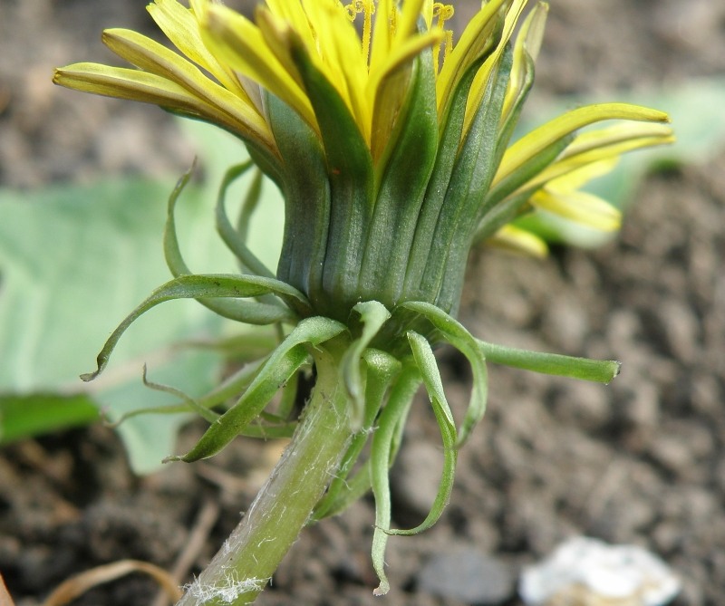 Изображение особи род Taraxacum.