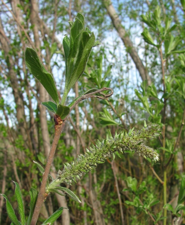 Изображение особи Salix cinerea.