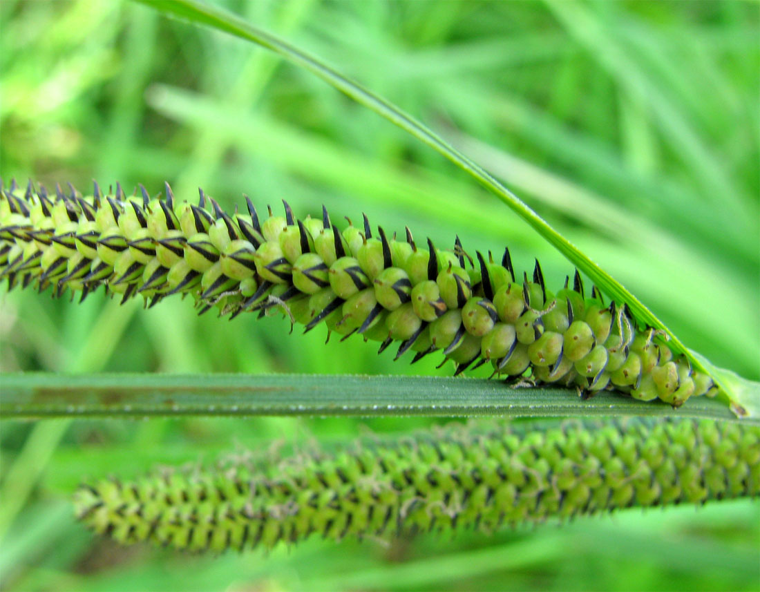 Изображение особи Carex acuta.