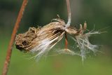 Scorzonera humilis. Повреждённое соплодие с единственной вызревшей семянкой; слева на хохолках недоразвитых плодов видны засохшие остатки венчиков цветков. Ленинградская обл., побережье в р-не пос. Большая Ижора, травяной сосняк на дюне. 10.07.2011.