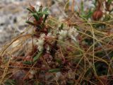 Cuscuta alba. Цветущее растение на Fumana procumbens. Южный Берег Крыма, пгт Гурзуф, гора Болгатур. 15 июля 2011 г.