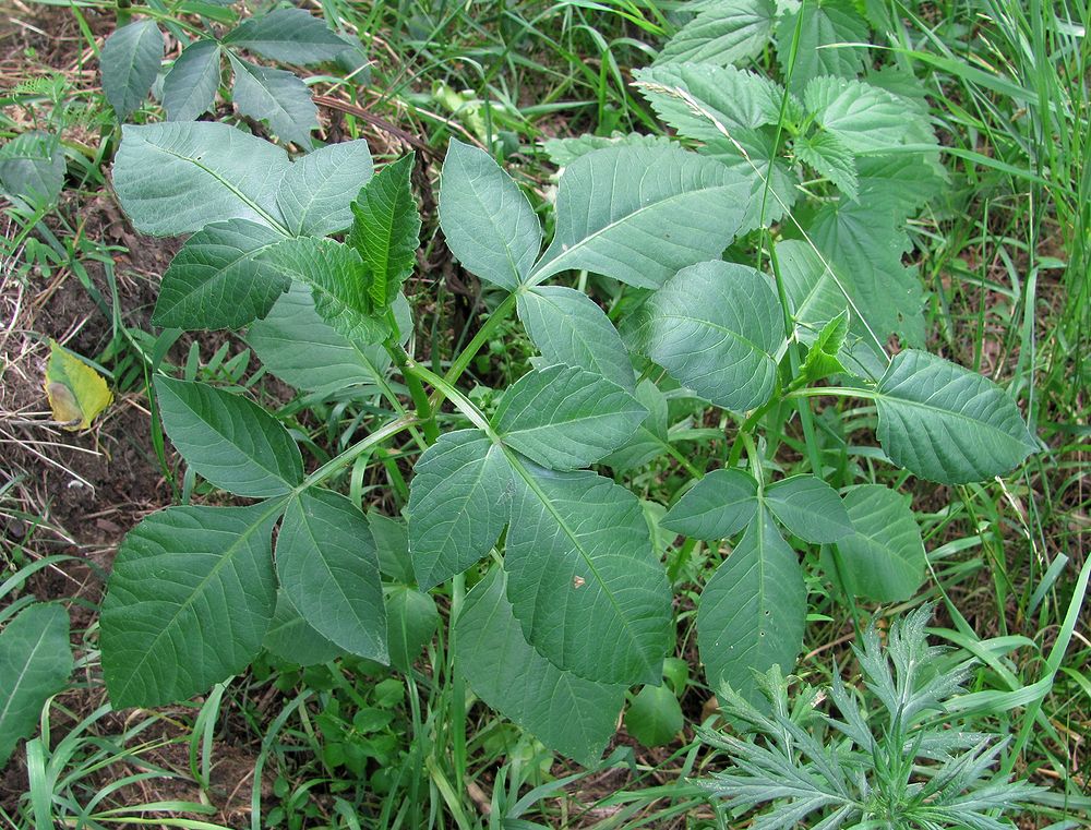 Image of Dahlia × cultorum specimen.