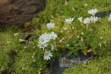 Cerastium polymorphum. Цветущее растение на поросшем мхом береговом галечнике. Республика Карачаево-Черкесия, Домбай, берег р. Аманауз, 1600 м н.у.м. 10.07.2011.