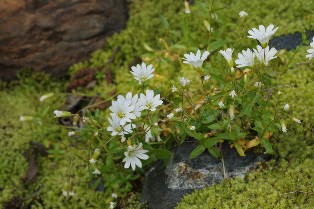 Изображение особи Cerastium polymorphum.