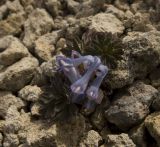 Corydalis alpestris. Цветущее растение. Кавказ, северный склон Эльбруса, ур. Седое Плечо, высота 3100 м н.у.м. 17 июля 2011 г.
