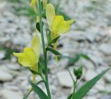 Linaria syspirensis