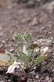 Cousinia princeps. Зацветающее растение. Таджикистан, Гиссарский хр., ущелье Сингисафат, 1450 м н.у.м. 29.04.2011.