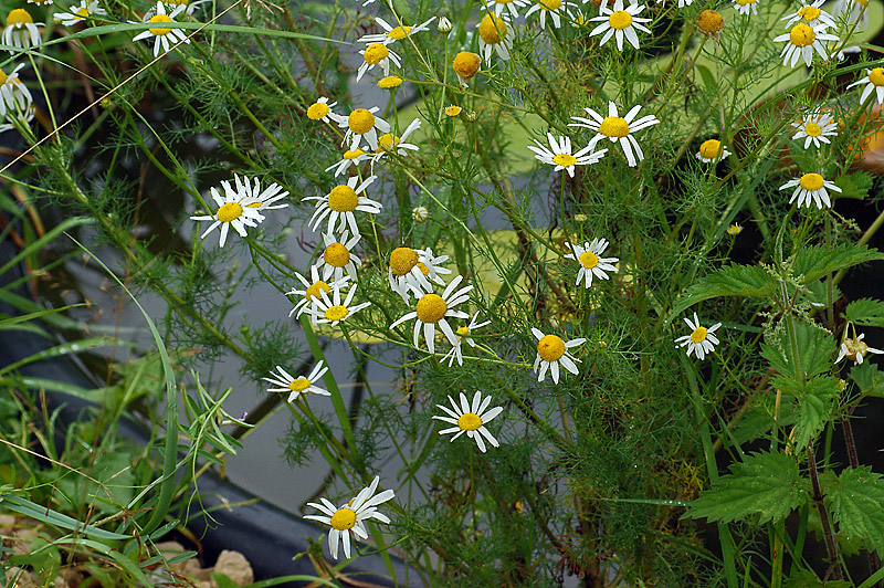 Image of Tripleurospermum inodorum specimen.