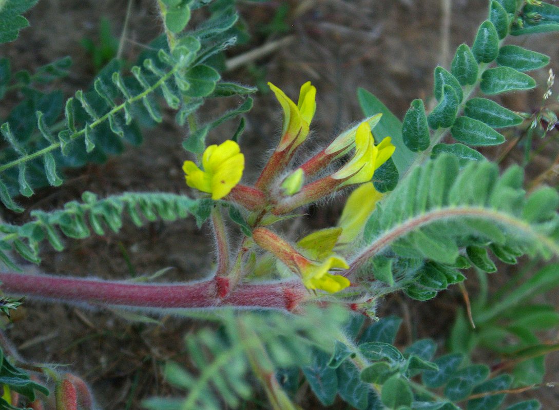 Изображение особи Astragalus lanuginosus.