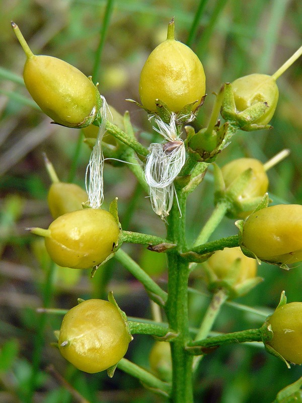 Image of Menyanthes trifoliata specimen.