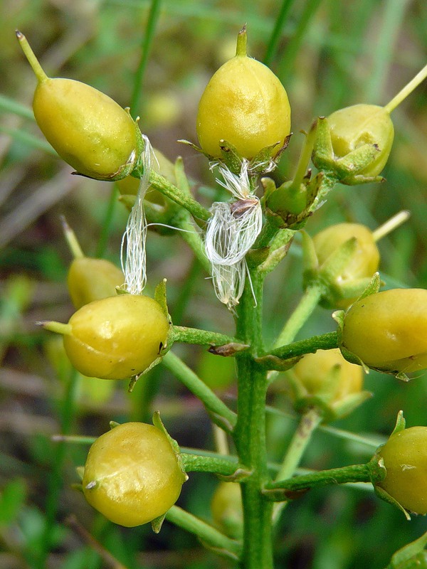 Изображение особи Menyanthes trifoliata.