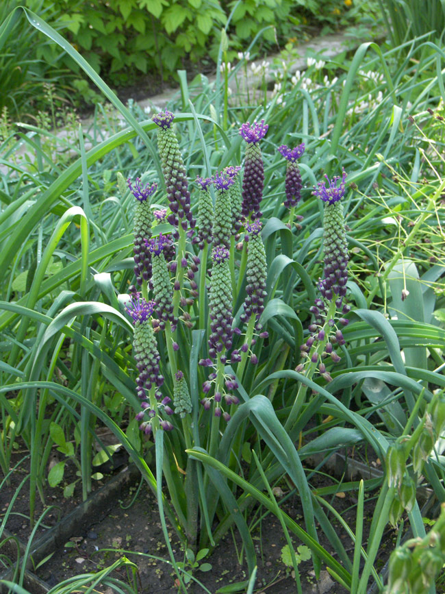 Image of Leopoldia comosa specimen.