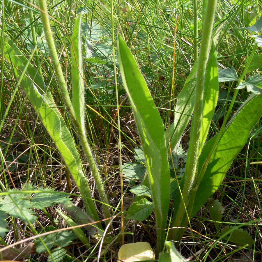 Image of genus Pilosella specimen.