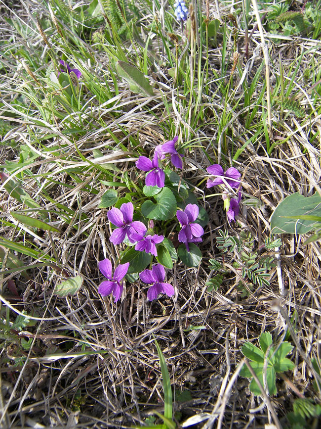 Изображение особи Viola somchetica.