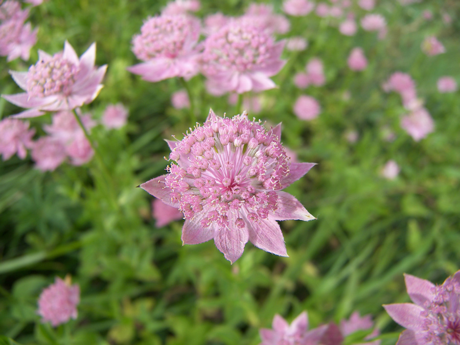 Image of Astrantia maxima specimen.