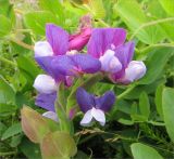 Lathyrus japonicus подвид pubescens. Соцветие. Кольский п-ов, Терский берег Белого моря, недалеко от устья Лодочного ручья. 29.07.2008.