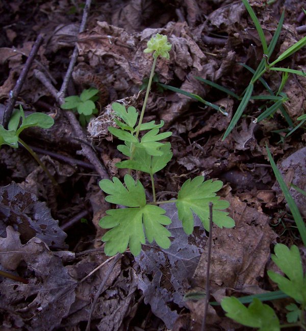 Image of Adoxa moschatellina specimen.