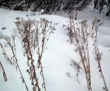 Achillea cartilaginea. Засохшие растения с остатками соплодий. Мурманская обл., Североморский р-н, пгт Росляково. 17.01.2012.