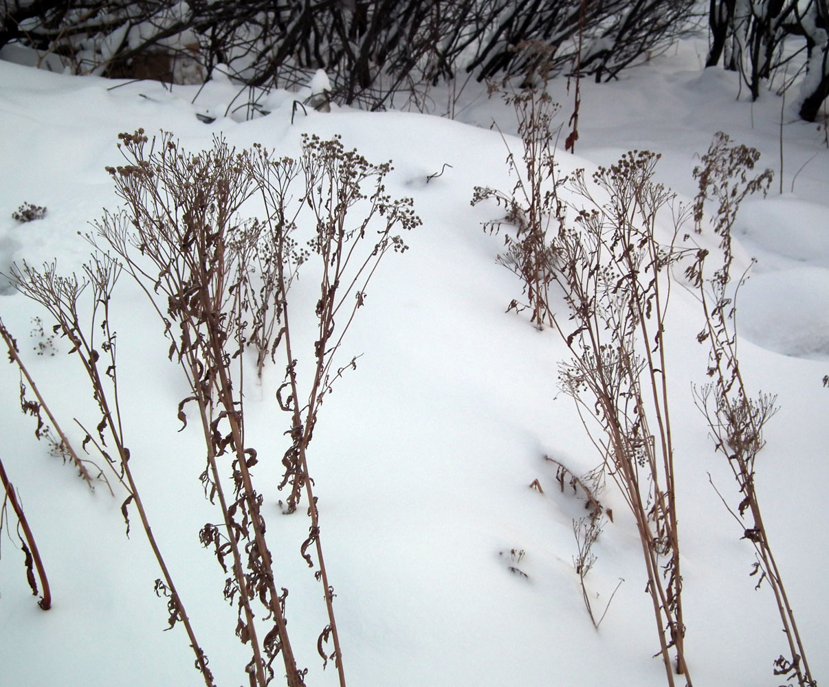 Image of Achillea cartilaginea specimen.