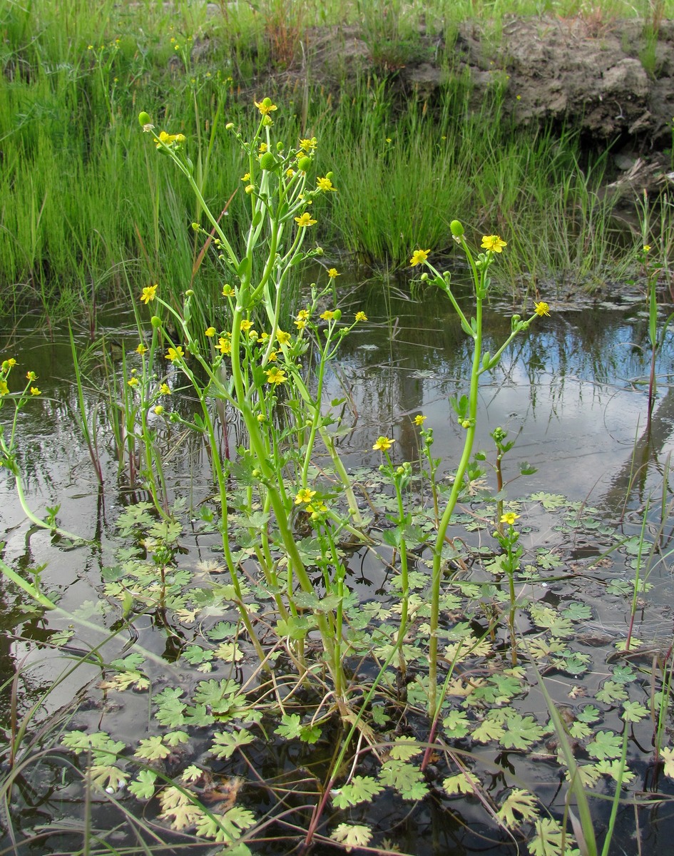 Изображение особи Ranunculus sceleratus.