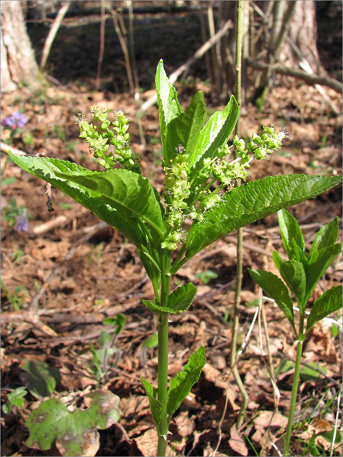 Изображение особи Mercurialis perennis.