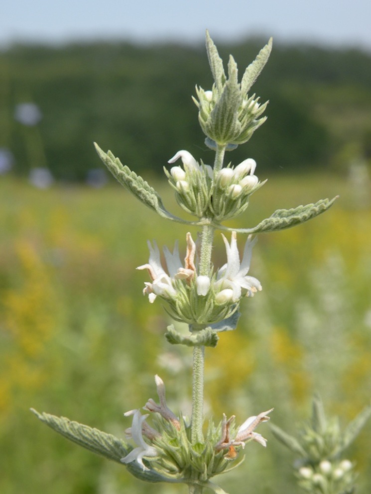 Image of Marrubium praecox specimen.